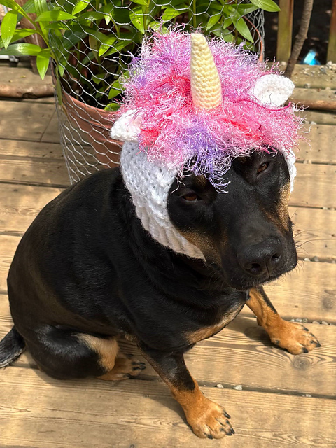 Unicorn Dog Cowl