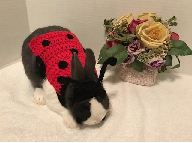 Rabbit Ladybug Costume
