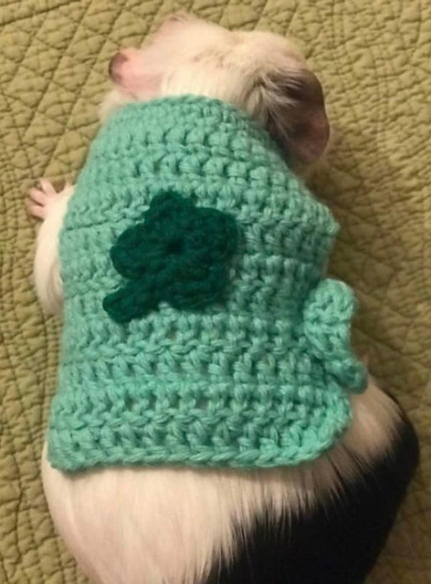 Guinea Pig Shamrock Sweater