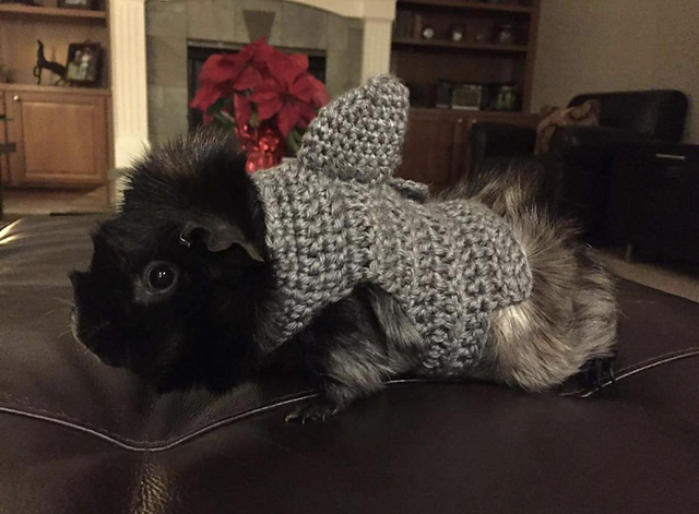 Guinea Pig Shark Costume
