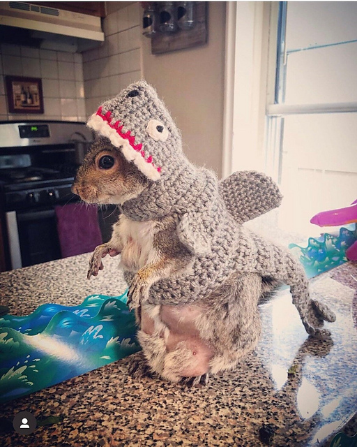 Small Animal Shark Costume