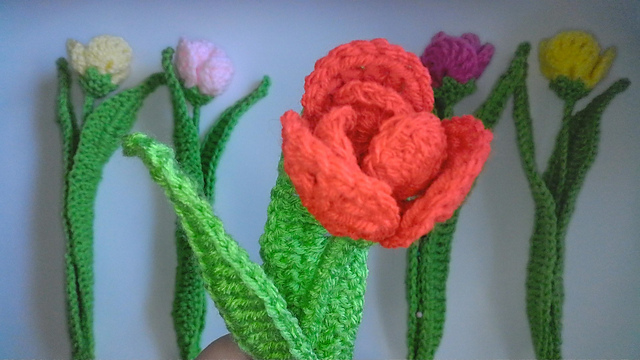 Tulip Flower