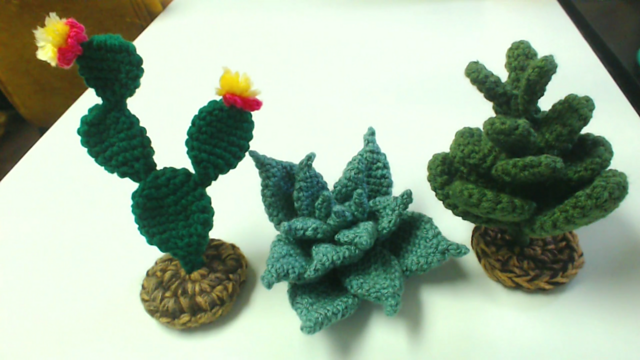 3 Succulents