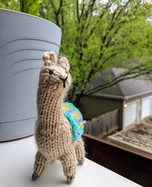 Buster the Llama
