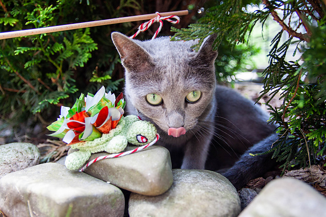 Turtle Cat Toy Wand