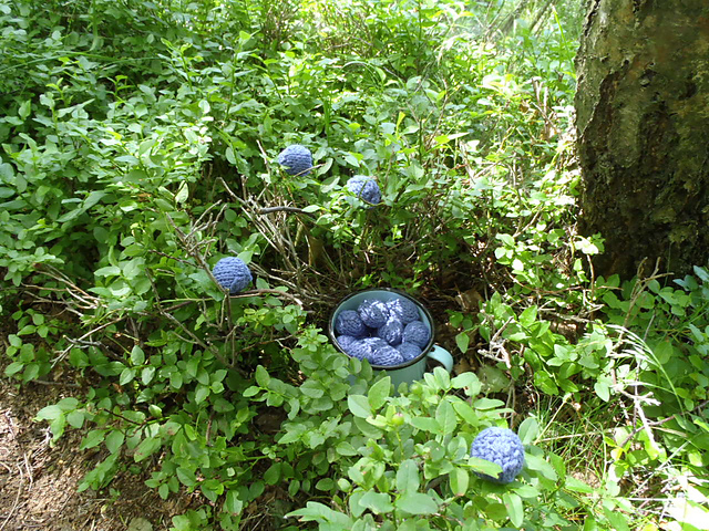 Blueberries