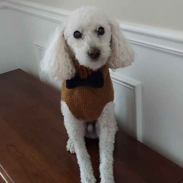 The Dapper Pupper
