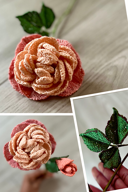 Distant Drums Garden Rose