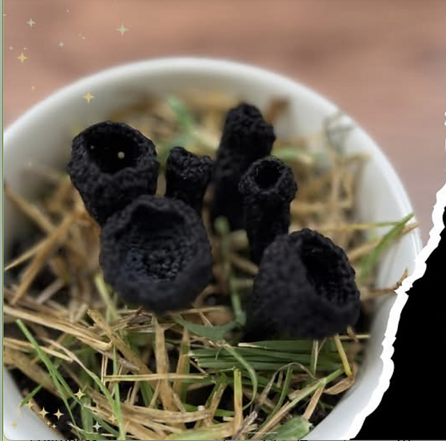 Ebony Cup Fungi