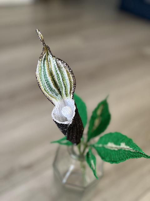 Cobra Lily Plant