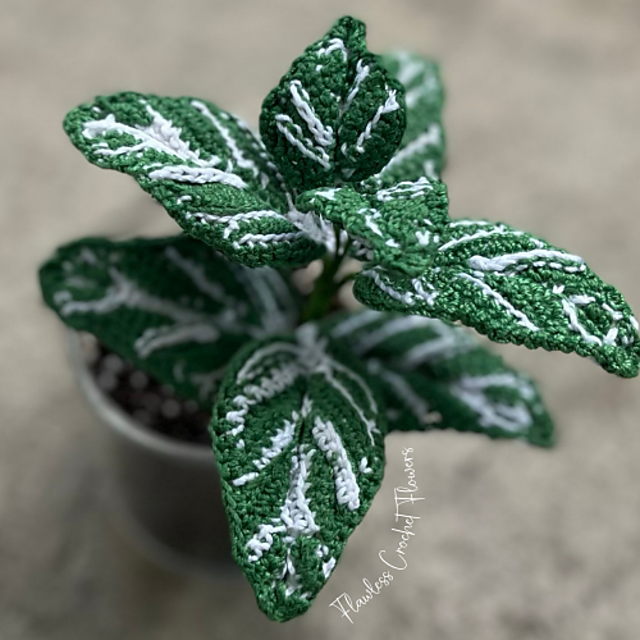 Nerve Plant Fittonia