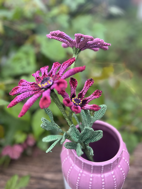 African Spoon Flower Daisy