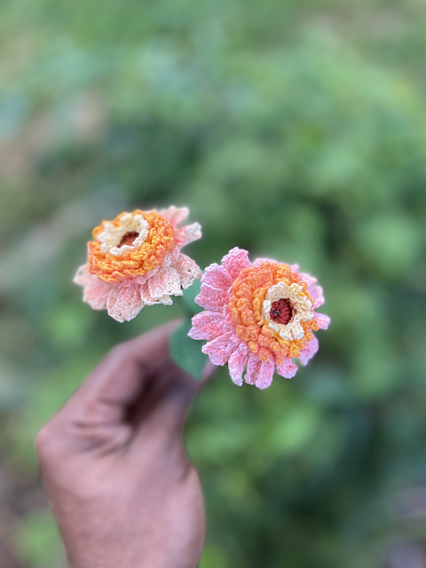 Zinnia Peach Zinderilla