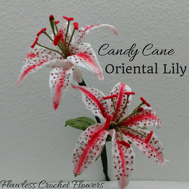 Candy Cane Oriental Lily