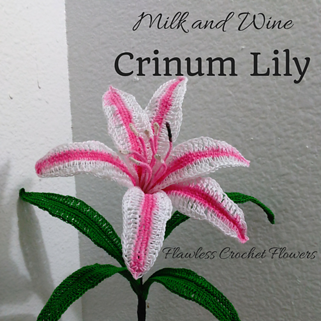 Milk and Wine Crinum Lily