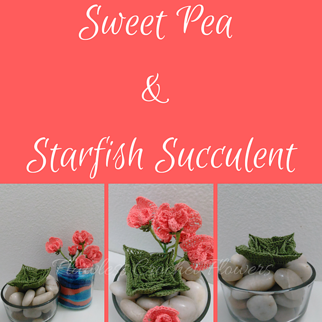 Starfish Succulent