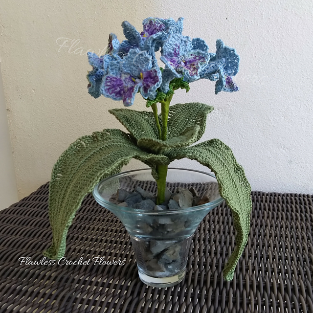 Harlequin Lace African Violet