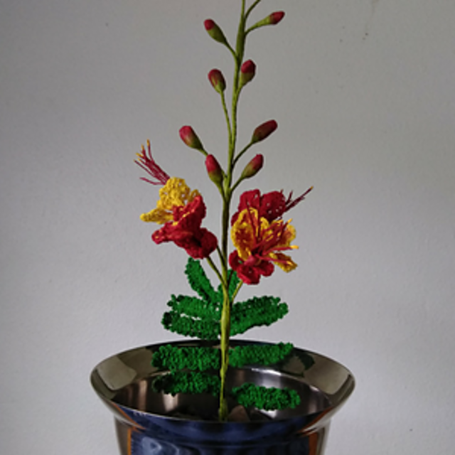 Pride Of Barbados Poinciana