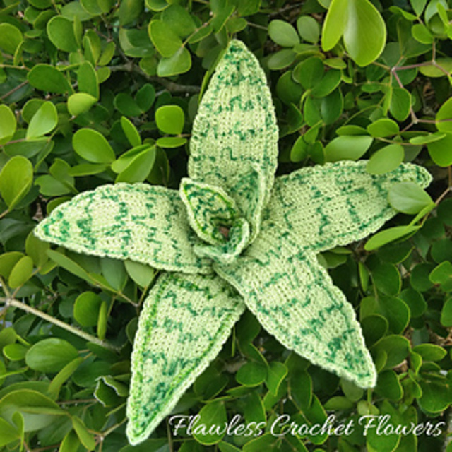 Demi Aloe Vera Succulent