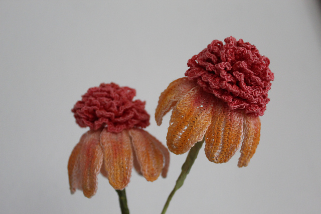 Echinacea Coneflower