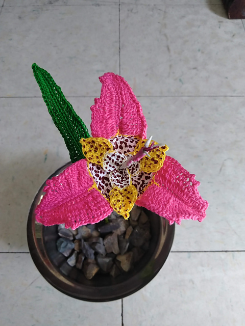 Iris Tigridia (Tiger Iris)