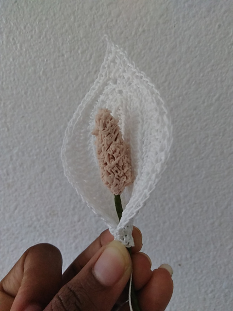 Peace Lily