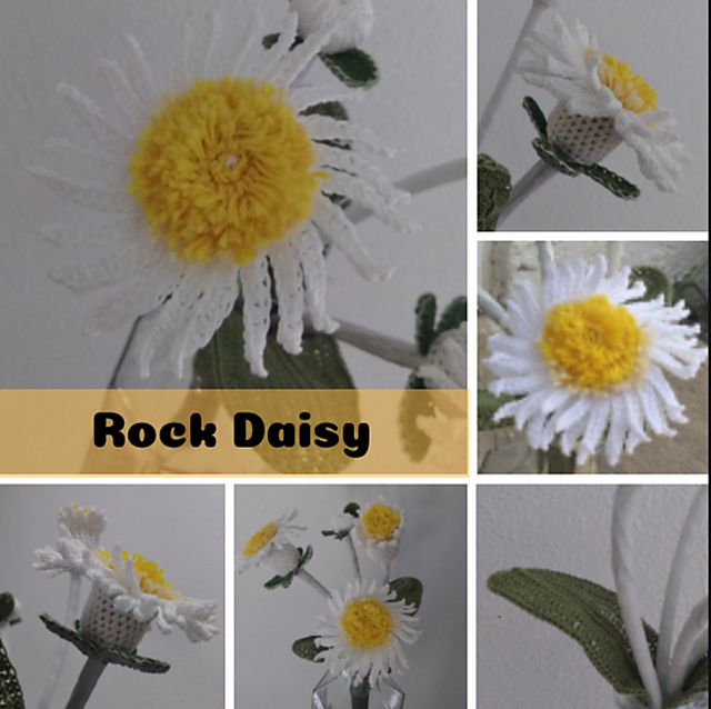 Rock Daisy