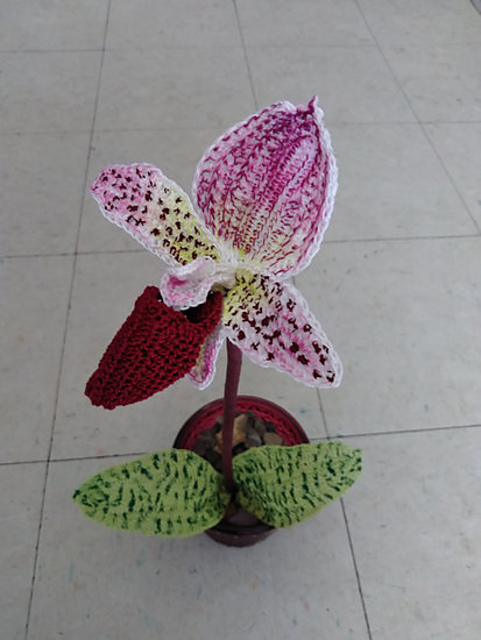 Lady Slipper Orchid