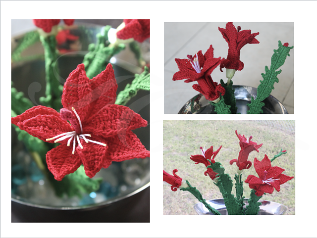 Christmas Cactus