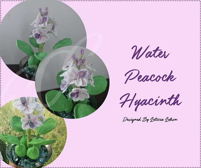 Water Peacock Hyacinth