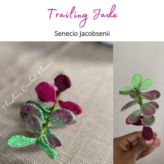 Trailing Jade Succulent