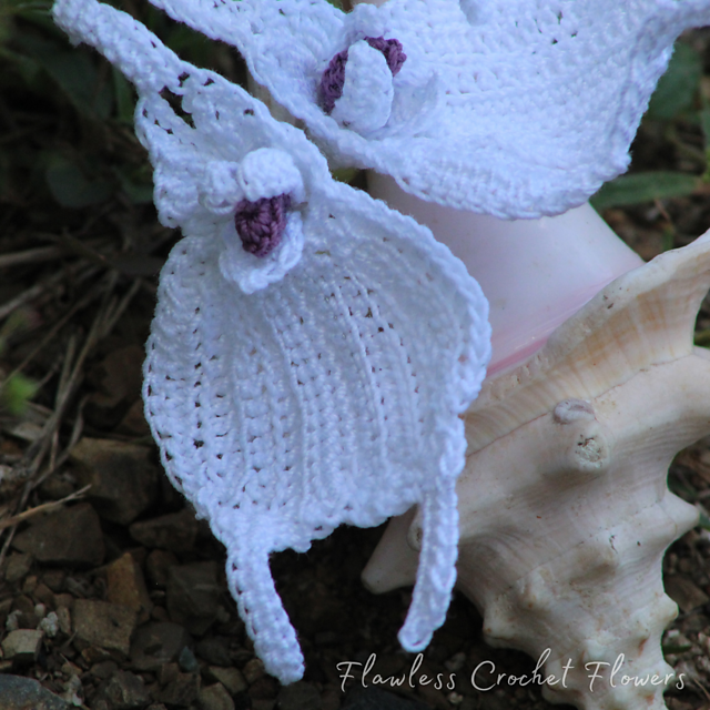 Snowbird Orchid