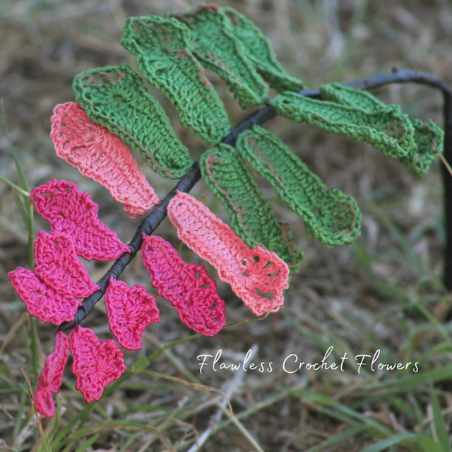 Rosy Maidenhair Fern