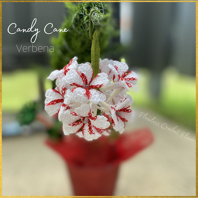 Candy Cane Verbena