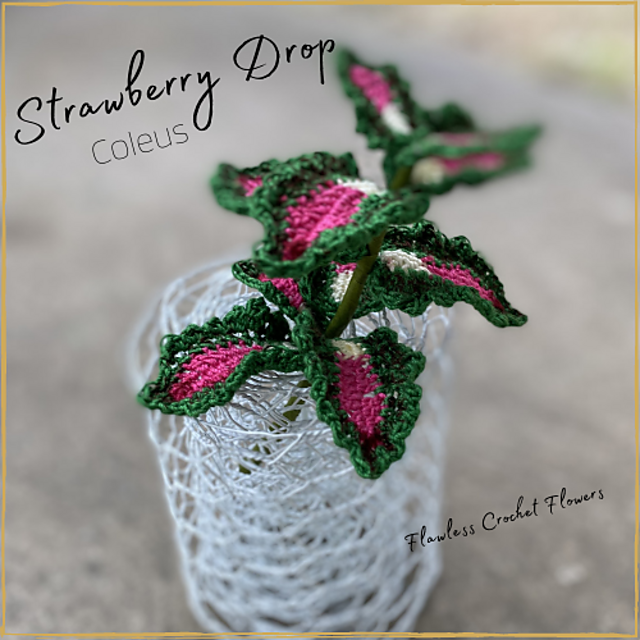 Strawberry Drop Coleus