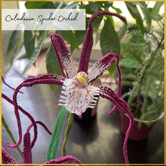 Caladenia Spider Orchid