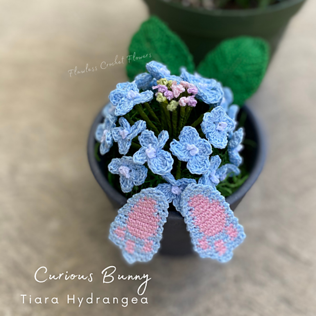 Curious Bunny Butt Hydrangea