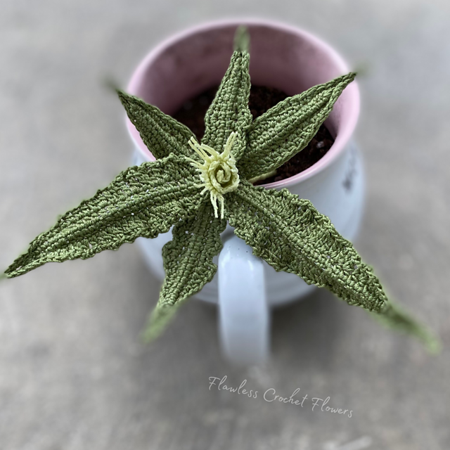 Euphorbia Succulent