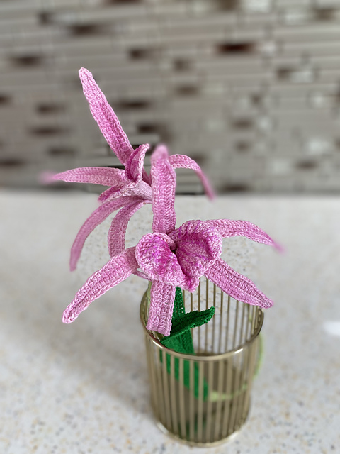 Valantine Kiss Orchid