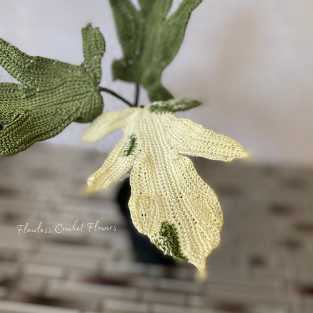 Variegated Florida Ghost Philodendron