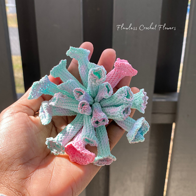 Trumpet Pinky Echeveria