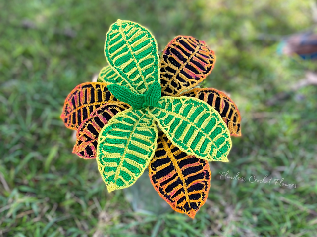 Croton Petra Plant