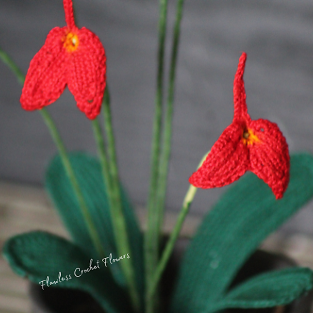 Mini Masdevallia Orchid