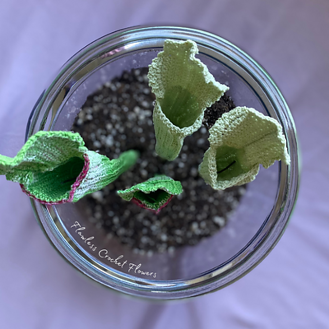 Pitcher Plant