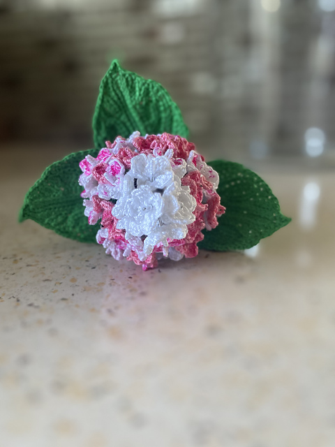 Vanilla Strawberry Hydrangea