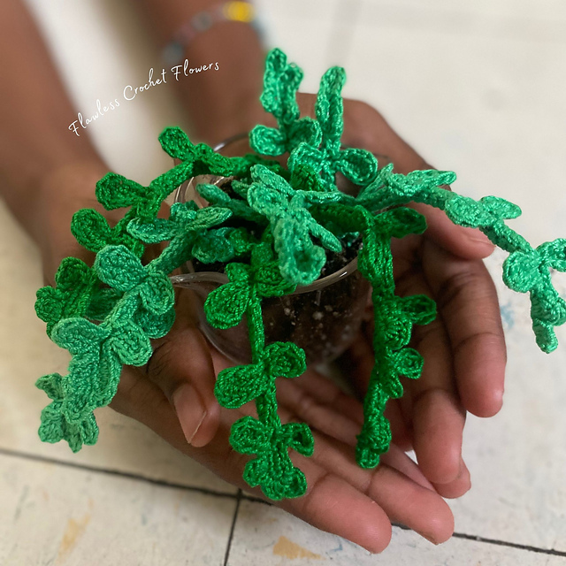 Pilea Baby Tears