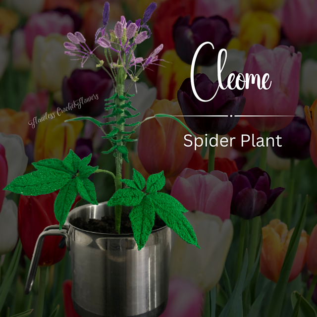 Cleome Spider Plant