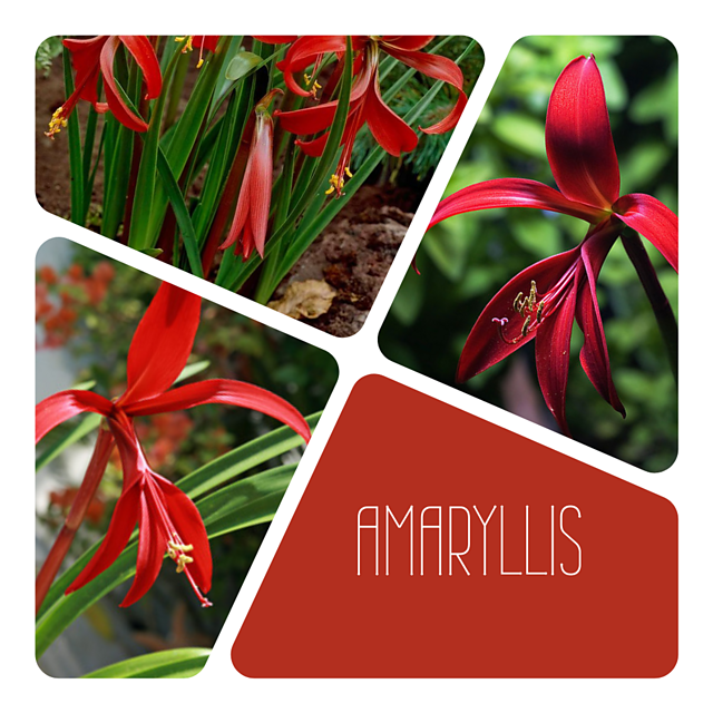 Amaryllis