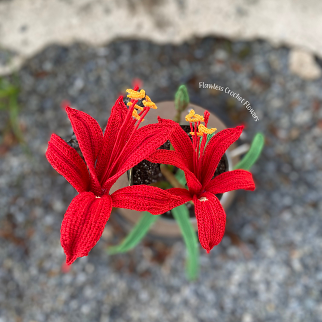 Amaryllis Sprekelia