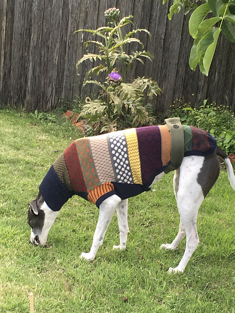 Dog Sweater Pattern Greyhound Jumper Pattern Dogs In Jumpers Book